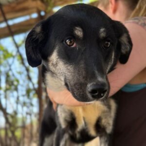 INKY (♀) - wird unsicher, sollte dringend ausreisen