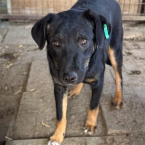 FIORINA (♀) - unsicher, sollte dringend ausreisen