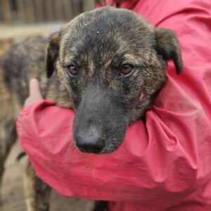 MARBLE (♀) - wird unsicher, sollte zeitnah reisen