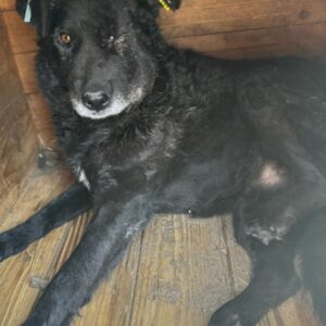 NIMO (♂) - vermittelt NH