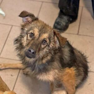 LOVLEY (♀) - als PDR GPH auf PDR PS (SE)