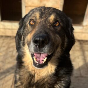 MORTIMER (♂) - Notfall: abgemagert, Mobbingopfer, wird nicht an Futter und Wasser gelassen - reserviert Kathleen Müller (AL 25.05.)