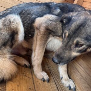 YANNIK (♂) - NOTFALL: total abgemagert, Mobbingopfer