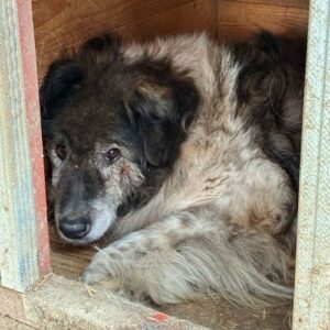 PINO (♂) - abgekämpfter Senior, sollte dringend reisen