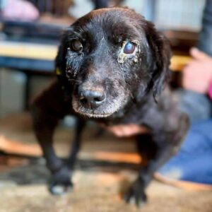 MUFFIN (♂) - als Gnadenplatzhund auf PDR PS