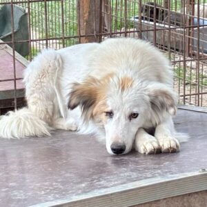 MELLA (♀) - defektes Auge