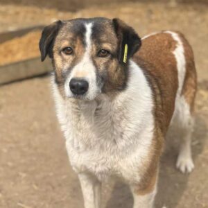 MAXXIEN (♀) - seit 2019 im Shelter