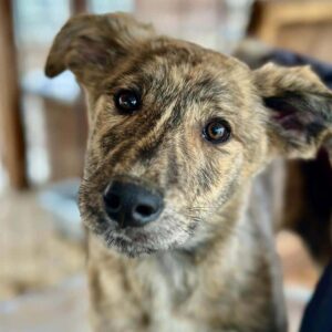 MIJA (♀) - vermittelt LS