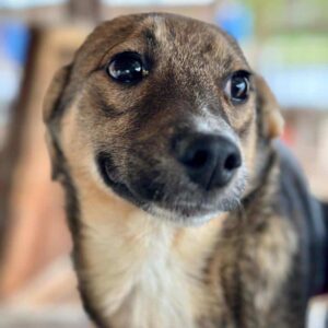 JULEE (♀) - auf PS im PLZ Bereich 21 (SE)