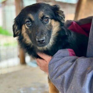 LEIA (♀) - reserviert Kathleen Müller (AL 22.05.)