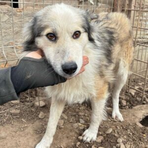 YALAH (♀) - beginnende Hautprobleme