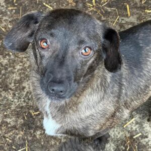 ZAINA (♀) - auf PS im PLZ Bereich 27 (NE) *ausgereist*