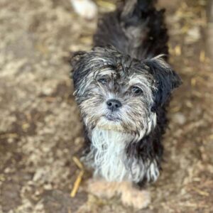 BIBILINCHEN (♀) - ausgereist zum TH Filderstadt (AL)