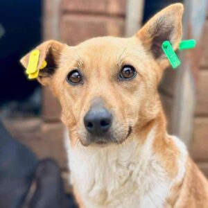 ROSITA (♀) - ausgereist zu Vierbeiner in Not (AL)