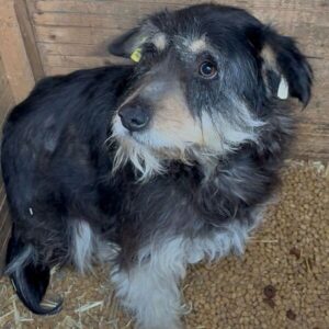 SCHORCHI (♂) - resigniert, verfilzt, Hautprobleme