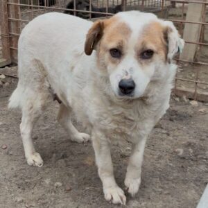 MABELLA (♀) - resigniert und abgekämpft