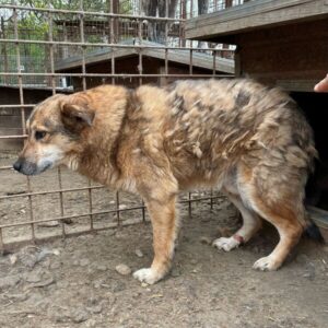 LUPIN (♂) - blutet aus Penis