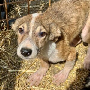 TAAVI (♂) - ausgereist zum TH Filderstadt (AL)