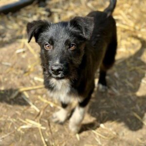 STRUPPEL (♂) - ausgereist zu Tiere in Not Odenwald e.V. (PM)