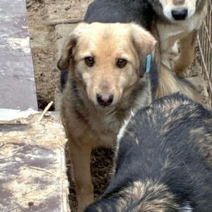 SASKIA (♀) - seit 2018 im Shelter