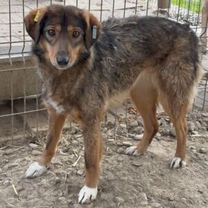 KIOWA (♀) - zu dünn