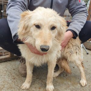 TUVA (♀) - ausgereist zum TST Rösrath (AL)