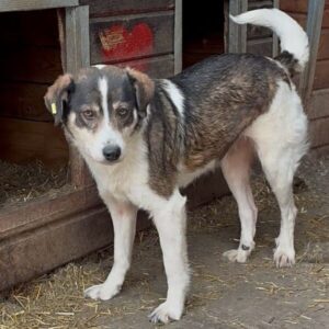 SCHNECKCHEN (♀) - starke Hautprobleme