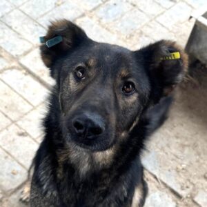 HACHIKO (♂) - kommt nicht gut zurecht, dominanter Rüde mit im Kennel