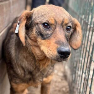 FABIENNE (♀) - wird im Kennel gemobbt