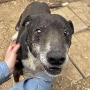 ZEPPO - seit mind. 8/17 im Shelter, Hautprobleme, Beulen und Wunden, Vermittlung nur nach AT möglich