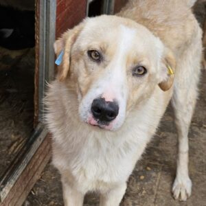 SMITTY (♂) - seit mind. 2023 im Shelter