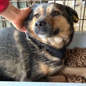 AXL (♂) - hat es in seinem Kennel nicht leicht!