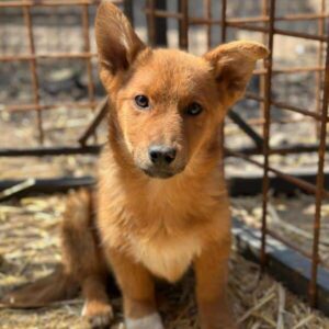 FOXEL (♂) - ausgereist zur Hundehilfe Kreta e.V. (GC)