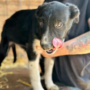 ANNELI (♀) - ausgereist zum TH Filderstadt (AL)