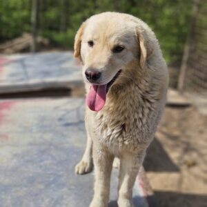 GOMEZ (♂) - seit mind. 2023 im Shelter