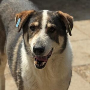 LONO (♂) - seit mindestens 2017 im Shelter