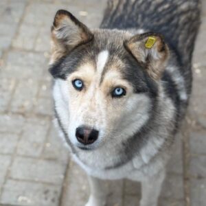 HANNA (♀) - reserviert TH Filderstadt (AL 23.05.)