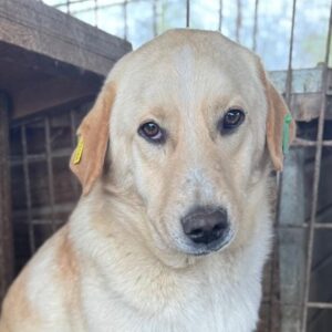 TIMBO (♂) - erschöpft - reserviert Kathleen Müller (AL 25.05.)