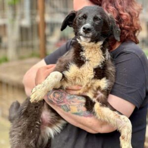 PAULINE (♀) - NOTFALL ggf. leichte neurologische Probleme - reist als GPH auf PS im PLZ Bereich 94 (JW 23/05)