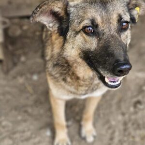 MEGGIE (♀) - seit mind. 2023 im Shelter