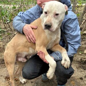 DAVY (♂) – Staff Mix – Vermittlung nur nach Österreich möglich