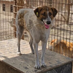 COSMO (♂) - seit mind. 2021 im Shelter