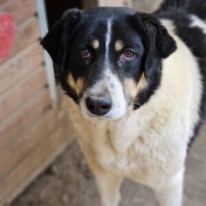 PANCHO (♂) - seit mind. 2019 im Shelter