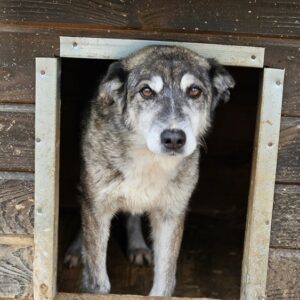 SEDA (♀) - völlig fertig und resigniert