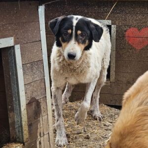 UTHOS (♂) - beginnende Hautprobleme