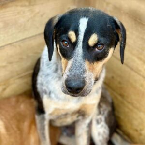 HALLOO (♂) - bereits unsicher – sollte zeitnah ausreisen