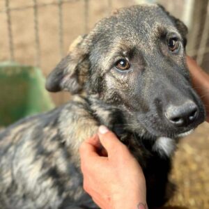 QATU (♂) - reserviert LS 23.5)