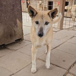 SAVANNAH (♀) - Vorderbein humpelt