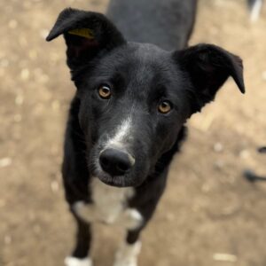 THORVI (♀) Notfall! – schlimme Hautprobleme – kommt im Kennel nicht zurecht! – sollte dringend reisen! reserviert TINO ( 22/05)