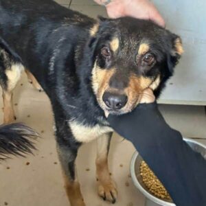 NENA (♀) - hatte Hüft-OP nach Autounfall